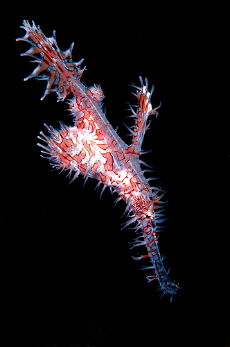 Ghost-pipefish