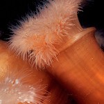 AZ1462-25-Metridium Metridium