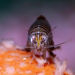 AZA-Alien-241206