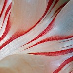 AZAnemondetaljer Anemondetaljer