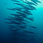 Barracuda stim