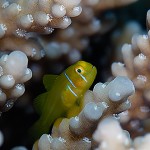Citrongoby