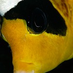 Gulsvart fisk