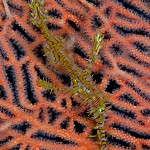 Ghost pipefish