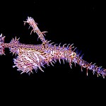 AZGhostpipefish