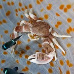 Krabba i anemon