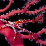 AZKlasMalmbergCat1SpiderCrab