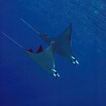 Mobula
