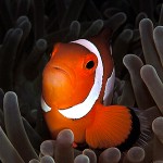 Förvånad Nemo