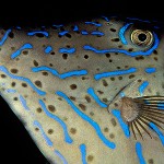 AZPorträtt-filefish