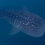 AZValhaj