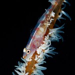 Whipcoralgoby