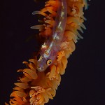 Whipcoralgoby orange
