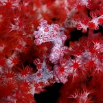Pygme seahorse