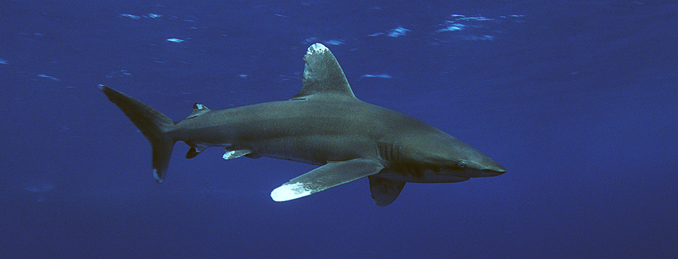 Vitfenad oceanhaj