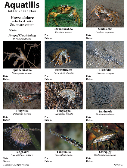 grundare framsida