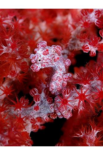 Pygme seahorse i mobilen