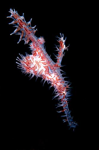 Ghost pipefish
