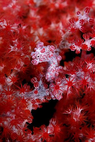 Pygme seahorse