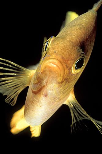 Gul fr&ouml;kenfisk