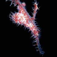 Ghost pipefish