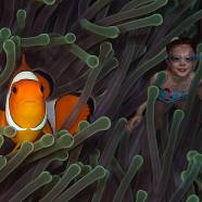 Kreativ bild nemo