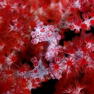 Pygme seahorse